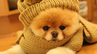  คอลัมนี้เค้ามีข่าวลือ ข่าวอ้างกันอย่างหนาหูเลยว่า น้องบู สุนัขที่น่ารักที่สุดในโลก ตายเสียแล้ว มื่อวันที่ 12 เมษายนที่ผ่านมา เว็บไซต์เดลิเมล 